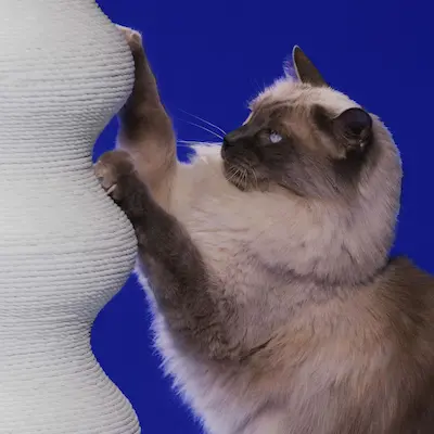 sportpet designs airline kennel