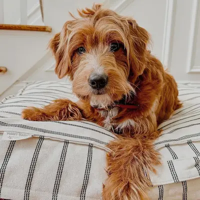 sportpet designs airline kennel